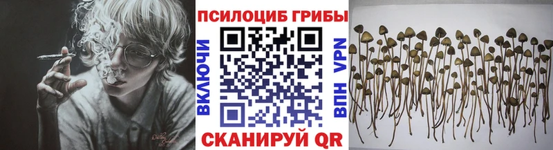 Галлюциногенные грибы Psilocybine cubensis  Кострома 